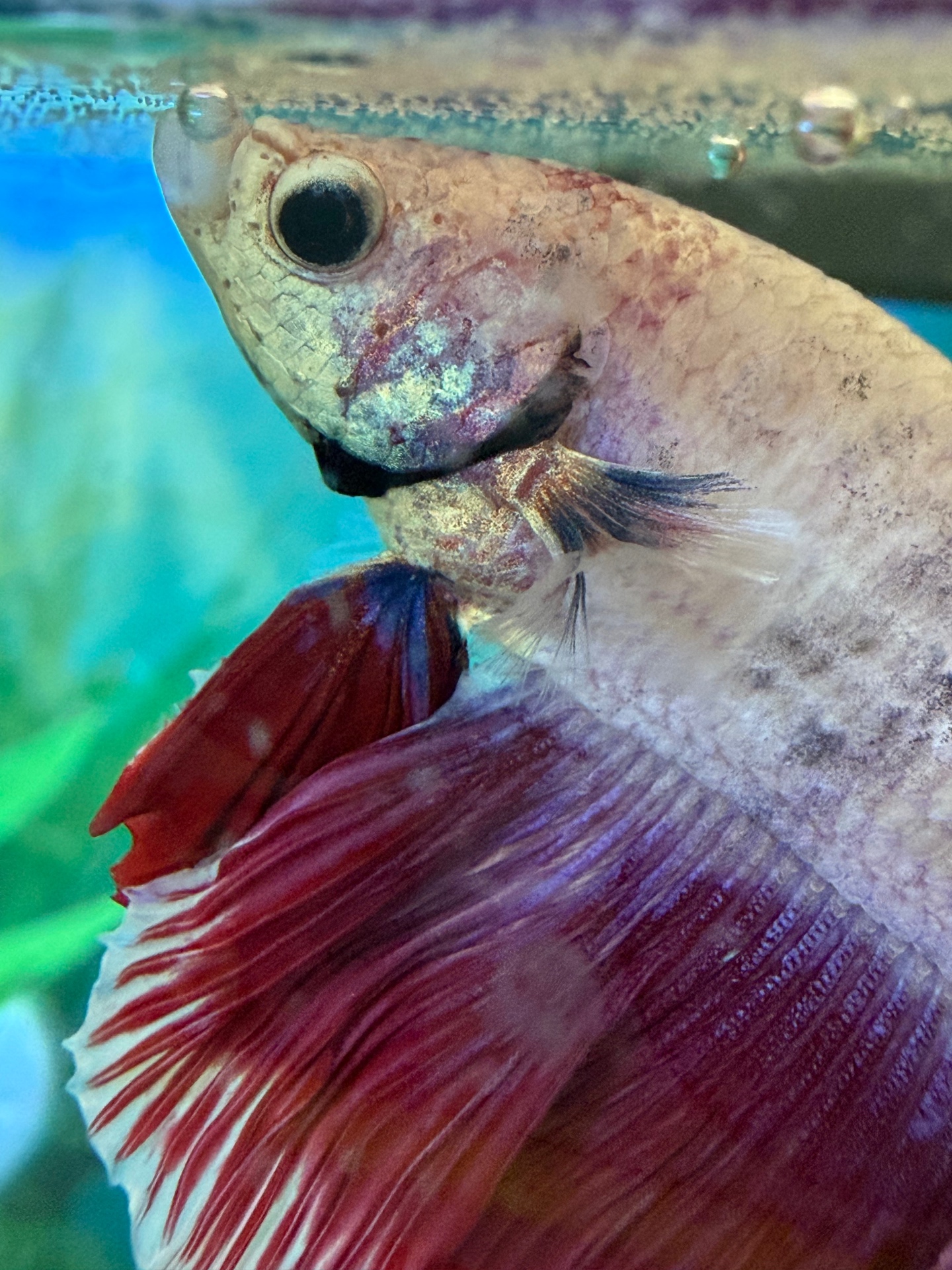 Close-up portrait of a Betta fish near the water surface, illustrating a spontaneous aquarium observation.
