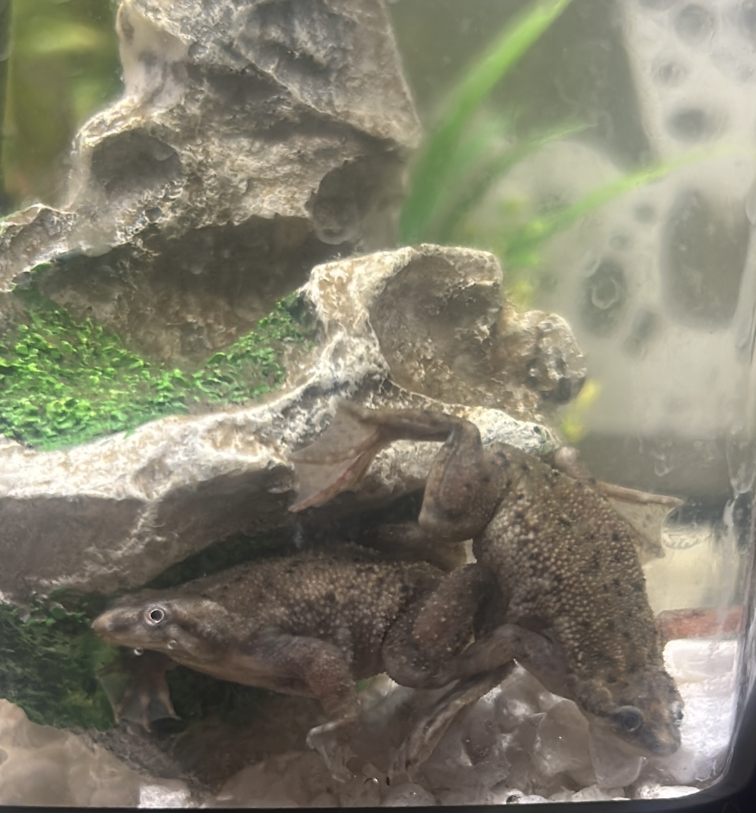 Two African dwarf frogs displaying freezed body postures