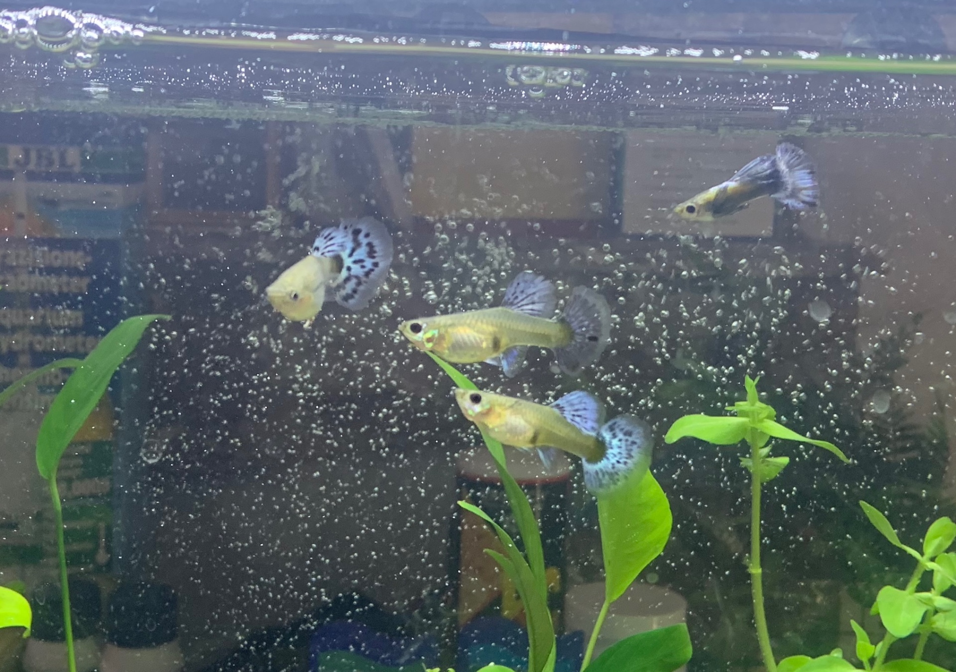 A group of guppies swimming in a planted aquarium, an example scene for recording an observation.