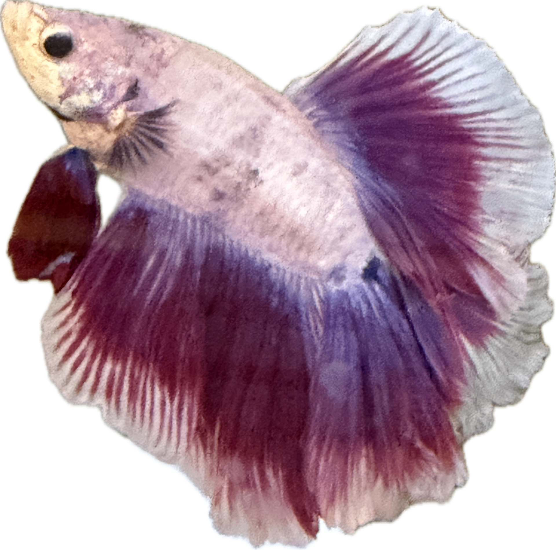 Betta fish illustrating AquaCoda's flagship BettaCoda project