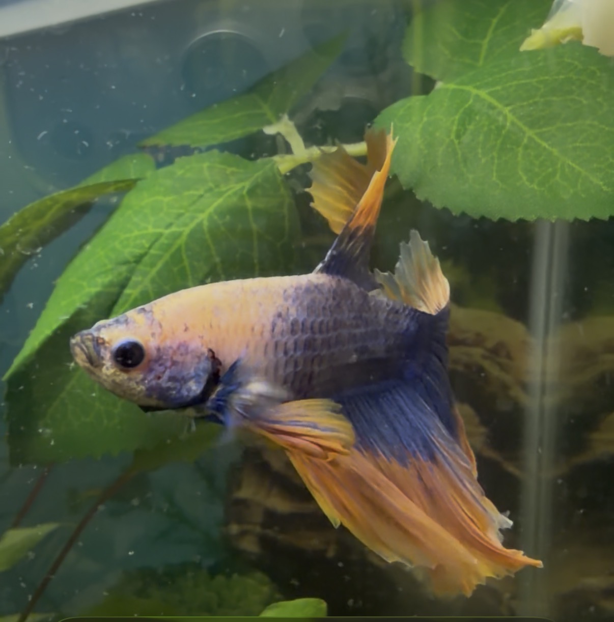 A calm Betta fish resting near aquarium plants, photographed as a spontaneous, welfare-first observation.